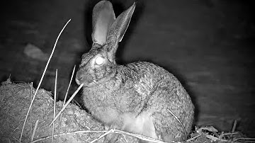 A Hare Closeup | Cat Eye