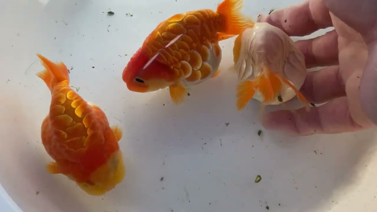 ドラゴンスケール らんちゅう - YouTube