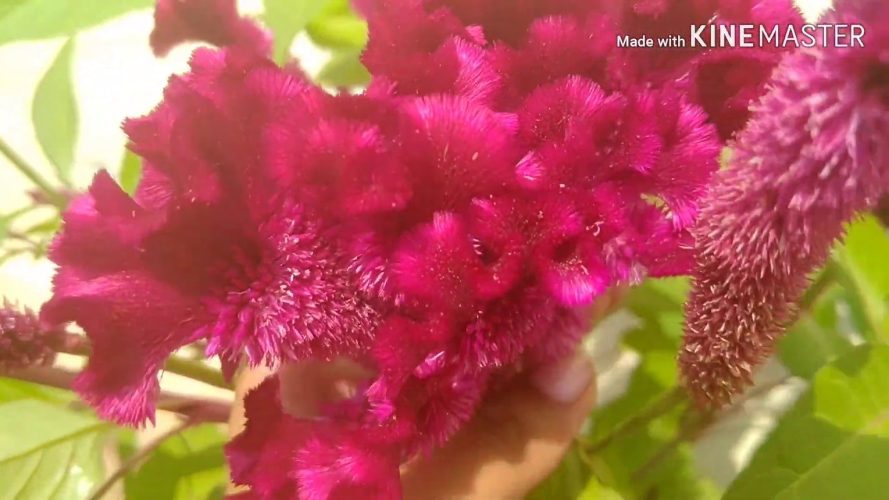 Cockscomb flower/ use this for garland/ easy growing plant - YouTube