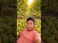 #MangoGarden #MangoBed #VillageLife #StoryVideo #Shorts #ViralVideo #NatureLove #AmazingStory #Trend