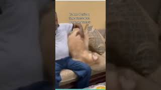 I love you dog that pretends to fall to bite the cake - Funny Dog Video 71 #funny #dog #viral