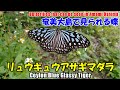 奄美大島で見られる蝶・リュウキュウアサギマダラ Ceylon Blue Glassy Tiger / Butterflies that can be seen in Amami Oshima
