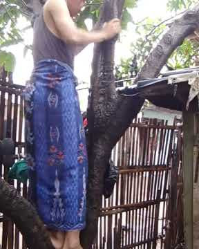 Suara mandra tiktok lucu