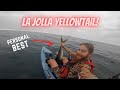 San Diego Kayak Fishing - MONSTER La Jolla Yellowtail!