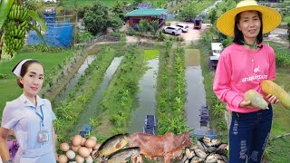 พยาบาลคนสวย!!ทำเกษตรผสมผสานสวยๆ..กุ้งหอยปูปลาไก่กบครบวงจรมีทุกอย่าง