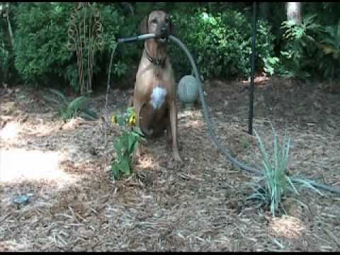 rhodesian-ridgeback-gardeners---the-center-for-k9-excellence,-boone,-nc