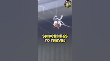 Mindblogging Spider Webs #shorts #animals #spider #wildlife #viral