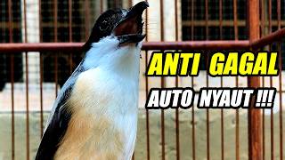 MASTERAN BURUNG CENDET JUARA FULL TEMBAKAN BONGKAR ISIAN MEWAH