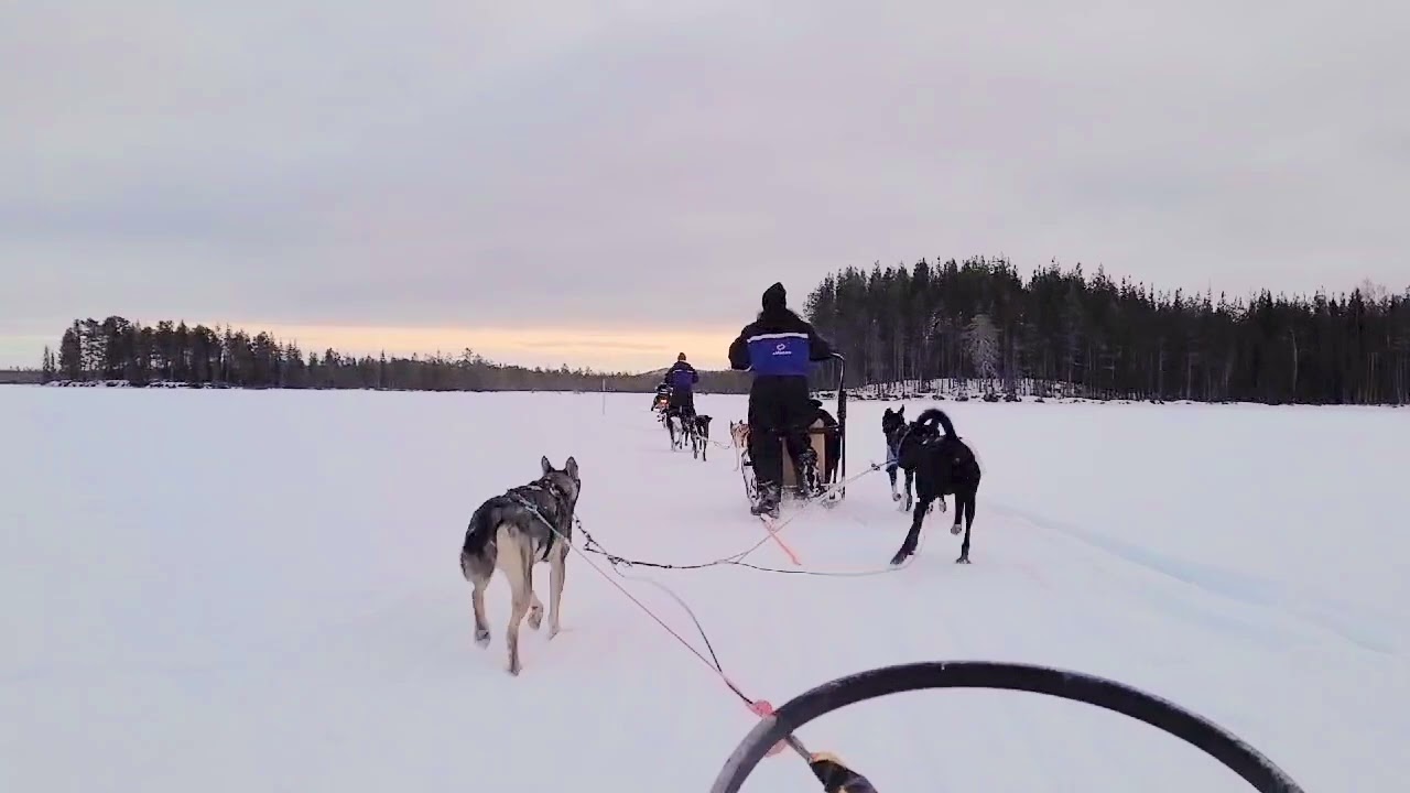 Husky sledding at -22 degrees 