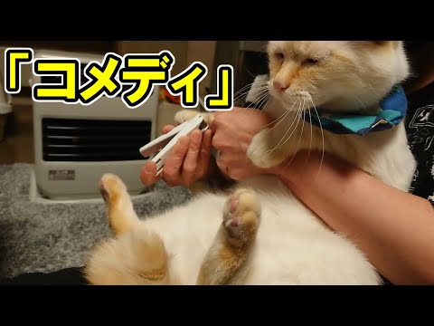 猫が爪を切られる瞬間、目をつぶって我慢する顔が情けなくてかわいい