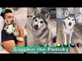 Sapphie the Pomsky New TikTok Compilation 2023 | Best Sapphie the Pomsky TikTok Videos