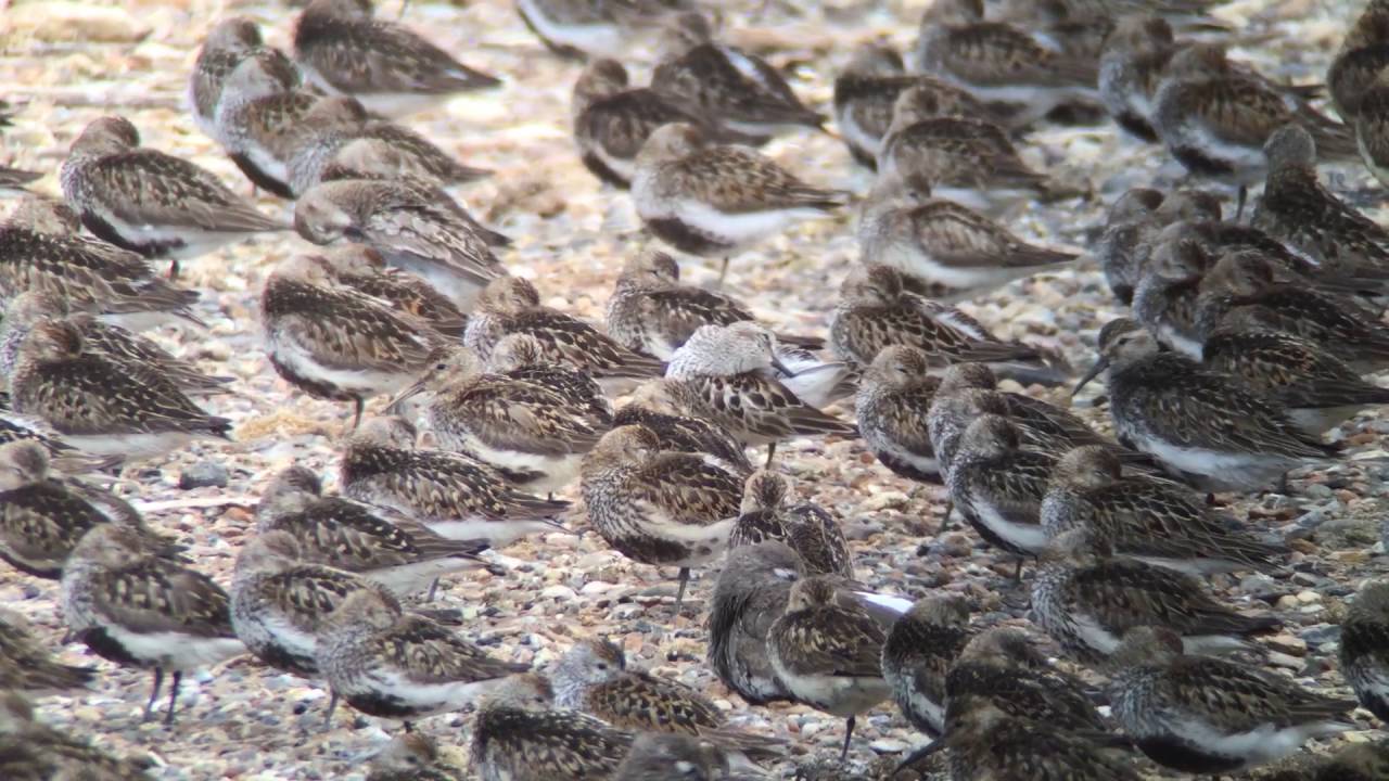 White-rumped Sandpiper Snettisham 25th July 2016 