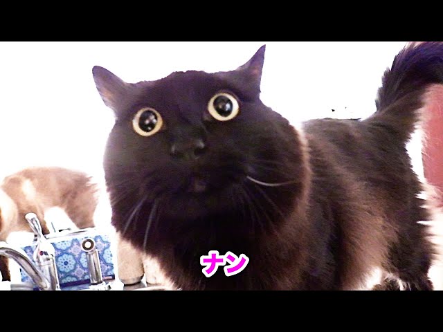 【しゃべる猫】ケンカして「勝手だね！」と文句を言うしおちゃん【おしゃべり特集４】