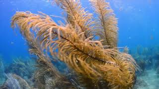 St. Lucia diving by Adam Beard. Anse Chastanet and Jade Mountain.