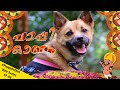 Thiruvonam Special Episode PuppyKuttan Webseries EP 8