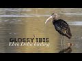 Glossy Ibis Roost | Ebro Delta Birding | Spectacular bird roosts