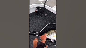 câu cá chẽm khủng #cauca #happy #how #viral #youtubeshorts #shorts #youtube#facebook #tiktok