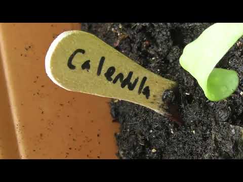 Tomato & Sunflower & Hosta plants etc 20jun26 Cambs UK