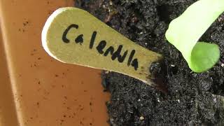 Tomato & Sunflower & Hosta plants etc 20jun26 Cambs UK