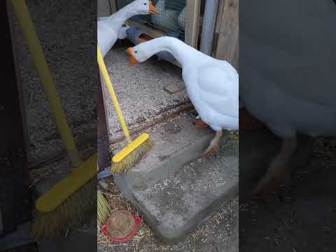 И Фёдор заходит #goose #winterbirds #birds #animals #winter #funny