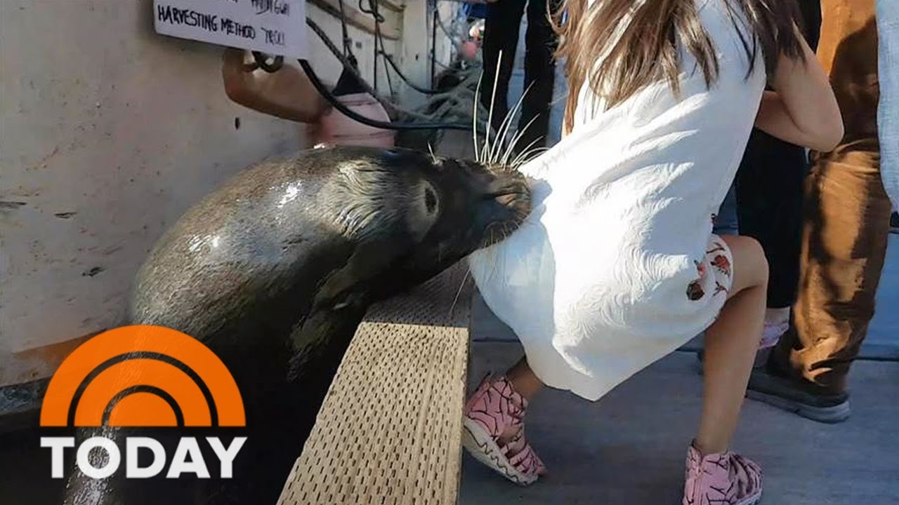 Father of girl grabbed by sea lion speaks out, says family didn't provoke animal