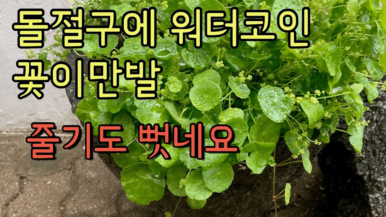 여름 워터코인 돌절구 돌확 부레옥잠 구피 워터코인꽃 푸미라 - YouTube