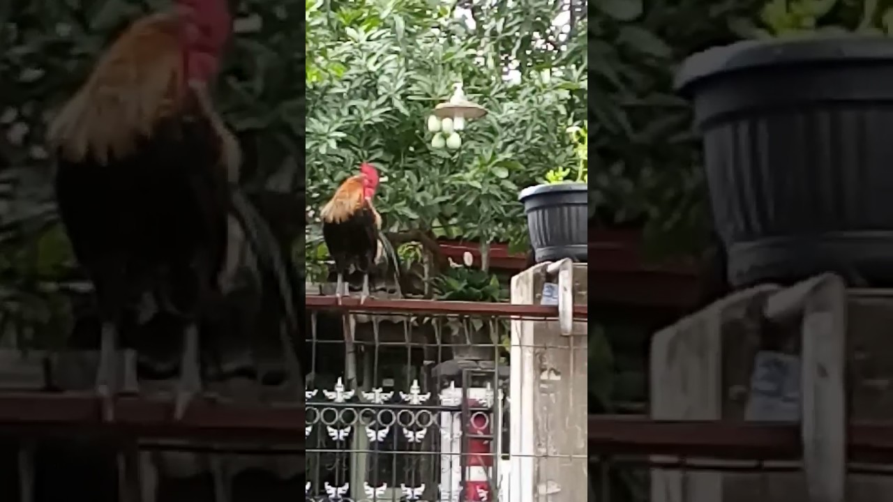 Ayam ketawa 