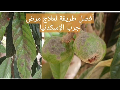 فيديو: أسباب تساقط فاكهة الاسكدنيا: لماذا تسقط شجرة اسكدنيا الفاكهة