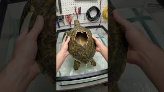 3D Shell for a Turtle?!🐢❤️ Crazy Find in the Water