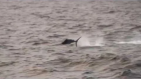 BLUE MARLIN AT FULL SPEED！！！！100+km/h？？