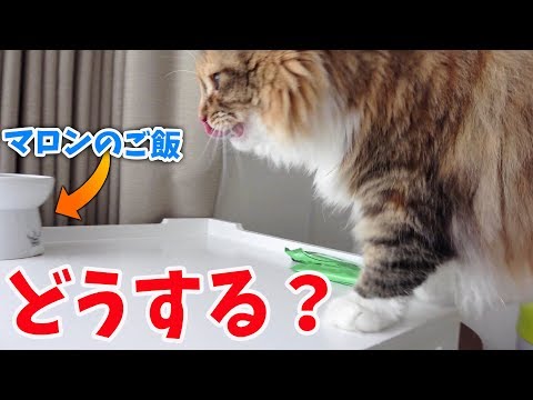 【音フェチ】ちゃちゃは食欲とマロンどっちが大事!?
