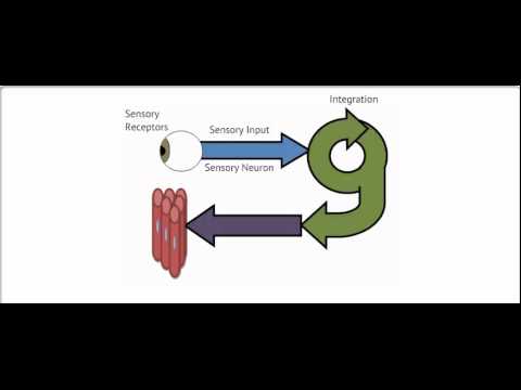 An Introduction to the Nervous System - YouTube