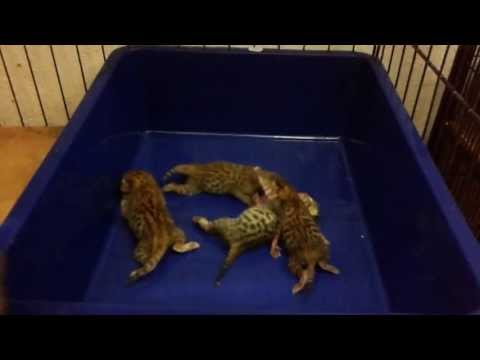 bengal-cat-for-sale