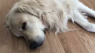 Watch This If You Are Stress - A Very Tired Dog