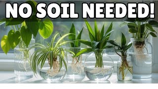 17 Stunning Houseplants That Can Grow in Water - NO SOIL NEEDED!