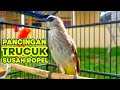 Pancingan Trucuk Ropel Panjang Cocok Untuk Trucukan Susah Ropel Dan Gacor Mp3 - Mp4 Download