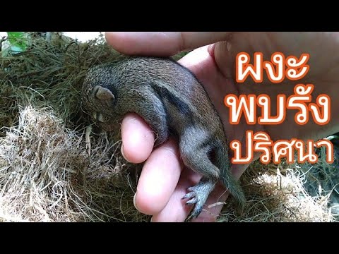 มาตัดเครือกล้วยตะลึง พบลูกกระรอก นึกว่ารังนกเก่าบนต้นกล้วย