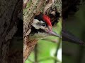 Strakapoud jižní, Syrian Woodpecker, Blutspecht, Сирийский дятел, Dzięcioł białoszyi