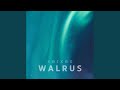 Walrus