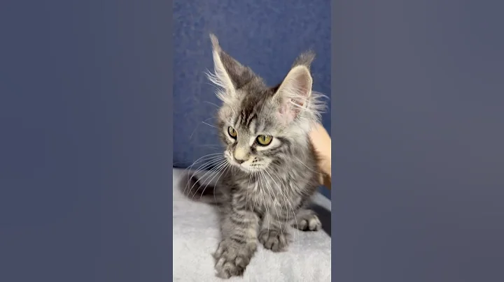 Watch the video about Luna Black Silver Marble Maine Coon Female Kitten Available Now | Purebred Kitties