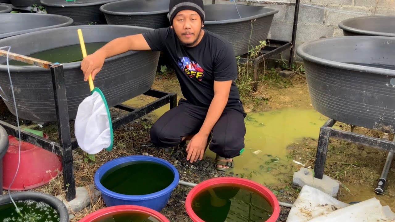 EP.130 หัดทำน้ำเขียวไรแดงเอง จะรอดหรือจะร่วง