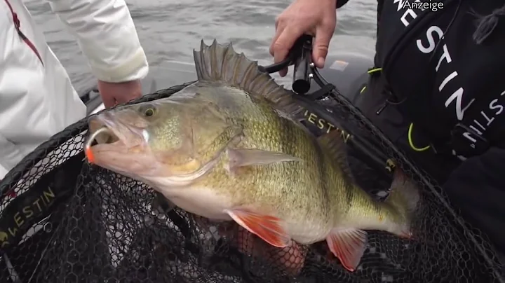 Westin - Mega Perch on ShadTeez and Ricky the Roac...