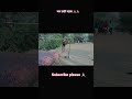 🙏🙏#jay chhathi maiya #short #video #trending song #trending video #dehati #dehatitarzan #gopalganj