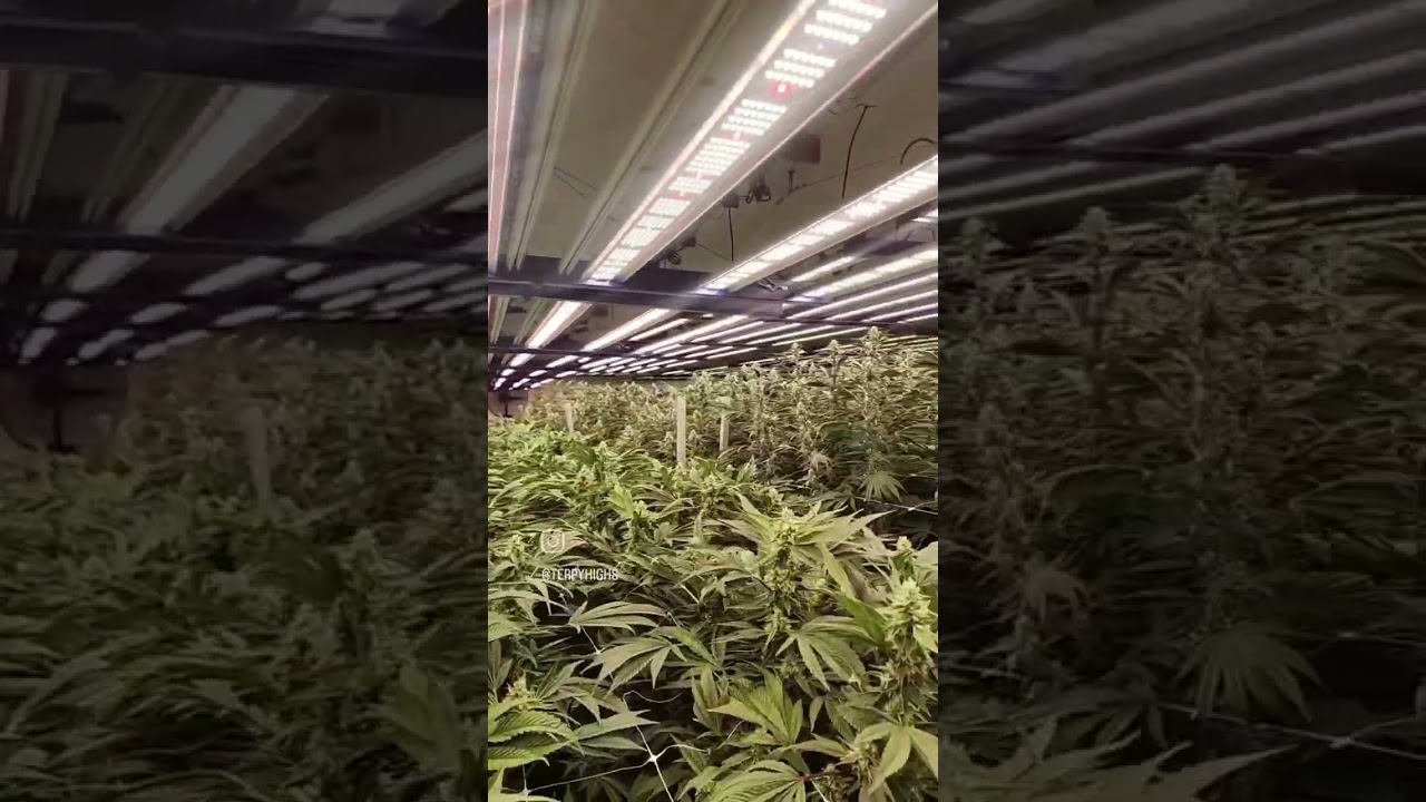 64 Light Flower rooms!!! Terpy Highs