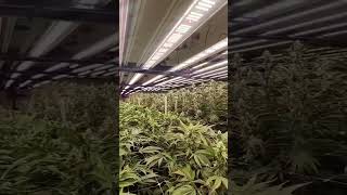64 Light Flower rooms!!! Terpy Highs