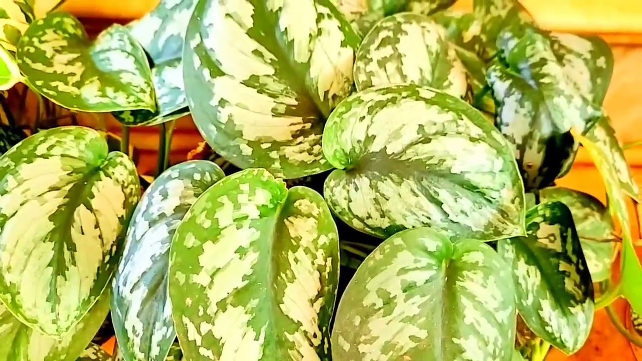 silver pothos 