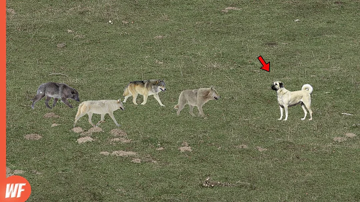 Look What Happened When These Wolves Attacked Kangal