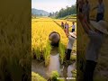 Rice planting, farming culture, pangolin, food, boo absurd video