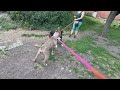 Spellman & Garth leash test