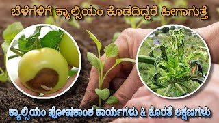 Role of Calcium Nutrient | Deficiency symptoms of Calcium | CN ಯಾಕೆ ಕೊಡಬೇಕು? ಉತ್ತರ ಇಲ್ಲಿದೆ |